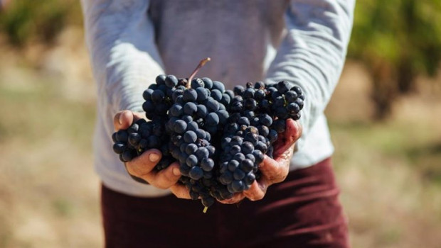 ep archivo   variedades de uva tempranillo de rioja