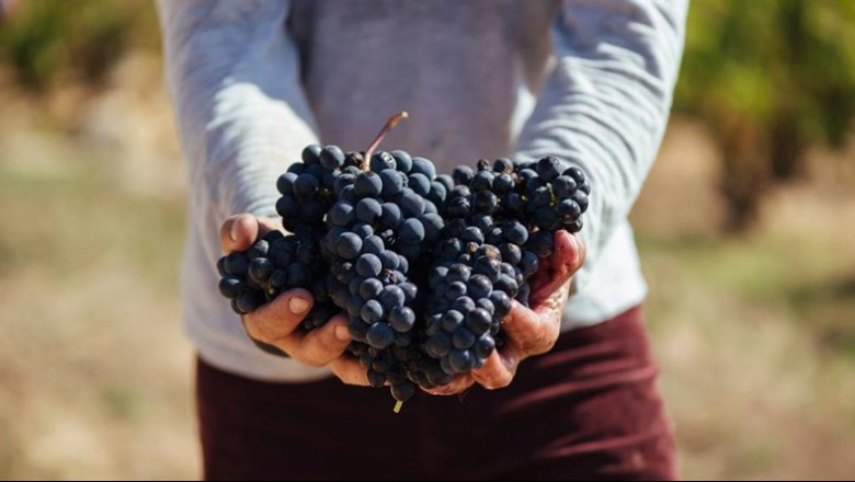 Archivo - Variedades de uva tempranillo de Rioja | DOC RIOJA - Archivo ep archivo variedades de uva tempranillo de rioja