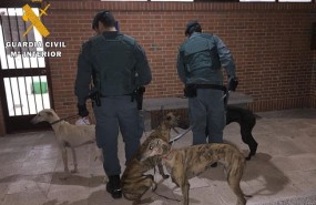 ep galgosutilizabanfurtivos