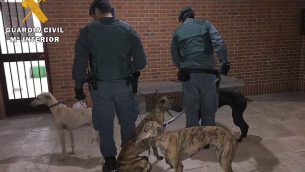 ep galgosutilizabanfurtivos