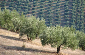 ep malaga- ppdiputacion pidegobierno plantear enmiendasque no haya recortes enfinanciacionla pac