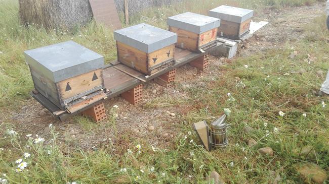 Panales de abejas | EUROPA PRESS ep panalesabejas