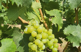 ep uva moscatel de maetierra
