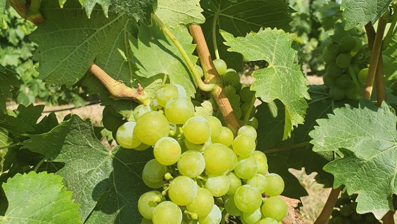 ep uva moscatel de maetierra