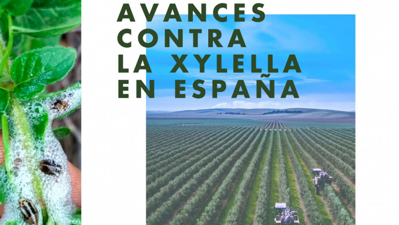 1644917813 fotolife resilience xyella 