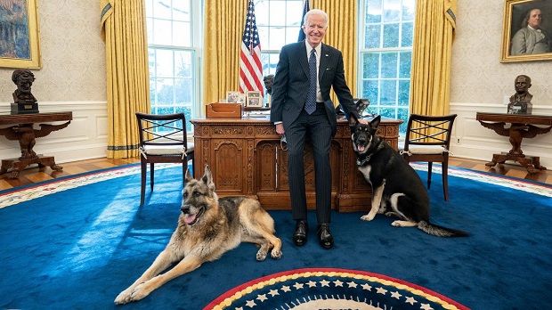 biden perros