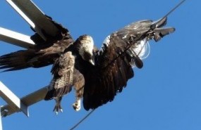 ep aguila electrocutada