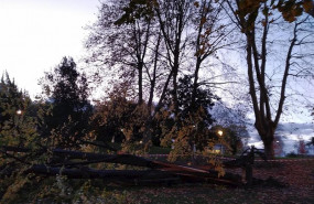 ep arbol derribado por el viento