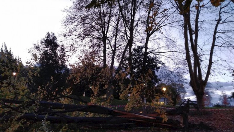 ep arbol derribado por el viento ep arbol derribado por el viento