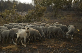 ep archivo   ovejas supervivientes del fuego a 15 de agosto de 2025 en a caridade monterrei ourense