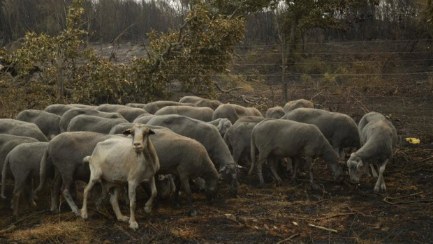 ep archivo   ovejas supervivientes del fuego a 15 de agosto de 2025 en a caridade monterrei ourense
