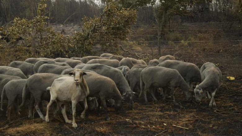 ep archivo   ovejas supervivientes del fuego a 15 de agosto de 2025 en a caridade monterrei ourense