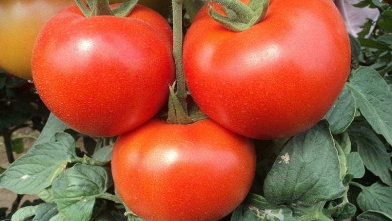 ep archivo tomates 20230227152503 ep archivo tomates 20230227152503
