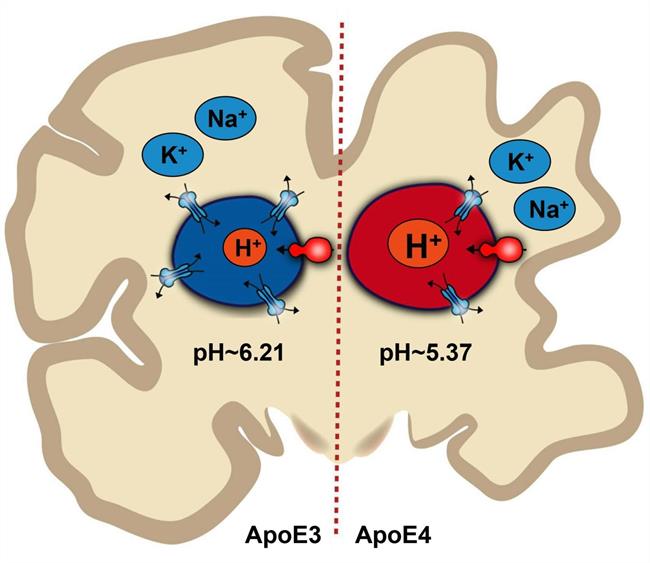 ep ilustracioncomodesequilibriophcerebrollevaralzheimer