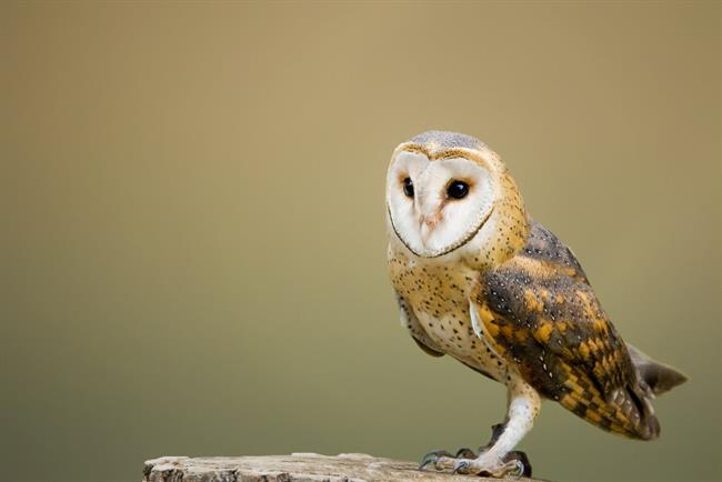 Lechuza común | JEAN VAN DER MEULEN/ SEO/BIRDLIFE ep lechuza comun