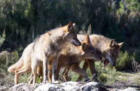 ep varios lobos ibericos del centro del lobo iberico en localidad de robledo de sanabria en plena