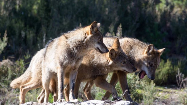 ep varios lobos ibericos del centro del lobo iberico en localidad de robledo de sanabria en plena
