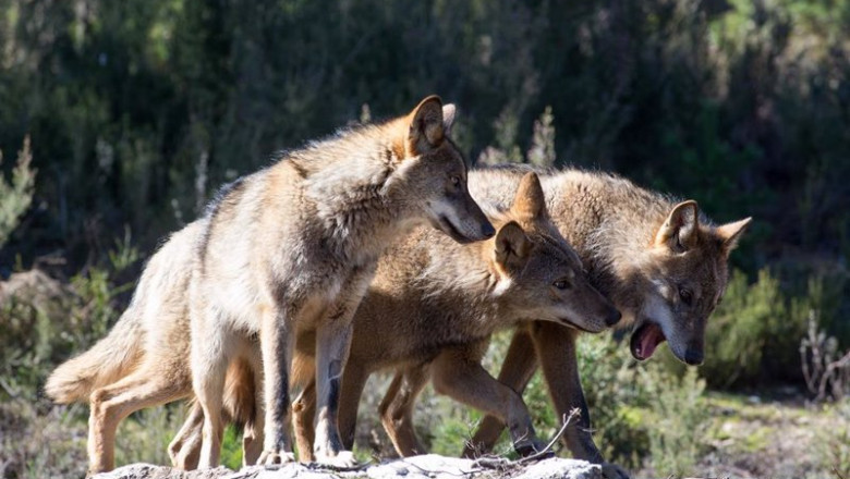 Varios lobos ibéricos del Centro del Lobo Ibérico en localidad de Robledo de Sanabria, en plena Sierra de la Culebra. | Carlos Castro - Europa Press - Archivo ep varios lobos ibericos del centro del lobo iberico en localidad de robledo de sanabria en plena