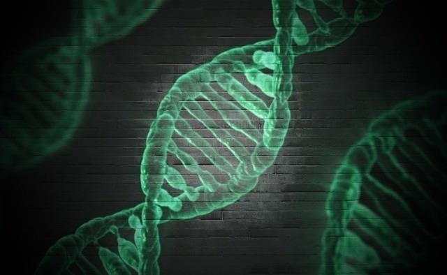 ep adn genes genetica 20171129180328