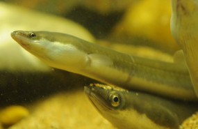 ep anguila