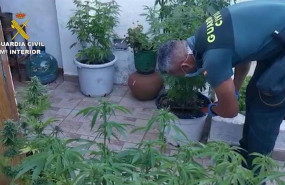ep incautadas mas de 13000 plantas de marihuanas en diferentes operaciones de la guardia civil