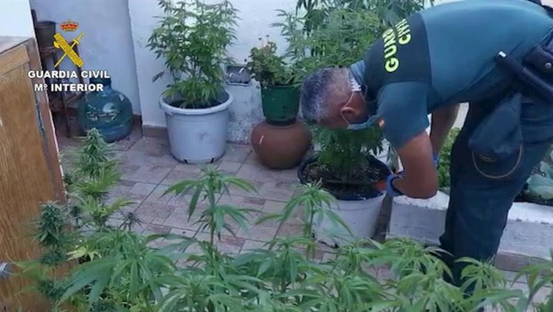 ep incautadas mas de 13000 plantas de marihuanas en diferentes operaciones de la guardia civil