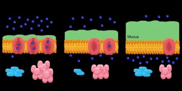ep las personas con fibrosis quistica que tienen variaciones geneticas que disminuyen la expresion