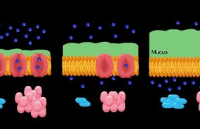 ep las personas con fibrosis quistica que tienen variaciones geneticas que disminuyen la expresion