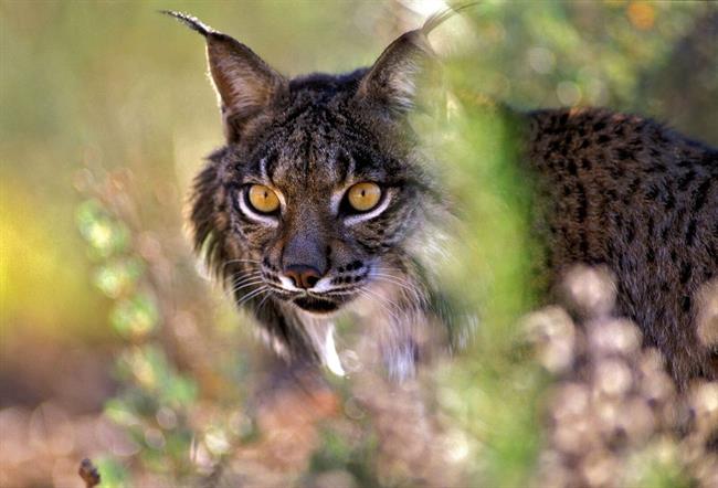 Lince Ibérico en el Parque Nacional de Doñana | JORGE SIERRA/WWF ep lince ibericoparque nacionaldonana
