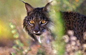 ep lince ibericoparque nacionaldonana