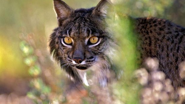 ep lince ibericoparque nacionaldonana