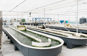 neoalgaecorporativa 060 neoalgaecorporativa 060