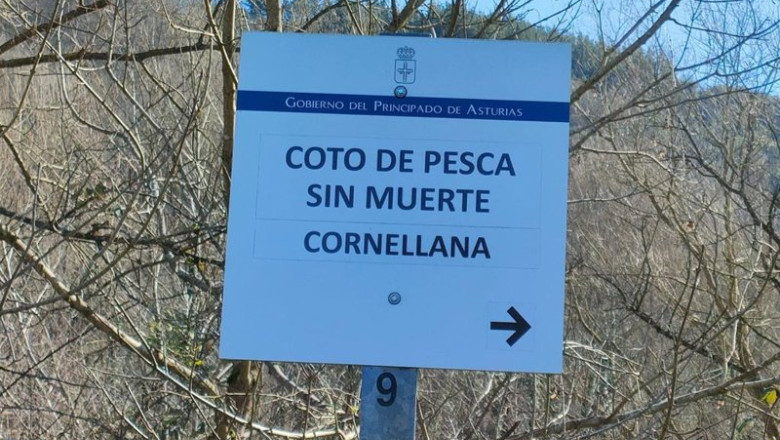 ep archivo   coto de pesca sin muerte en cornellana asturias