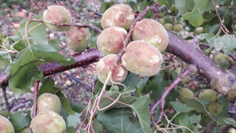 Archivo - Daños en frutales | AGROSEGURO - Archivo ep archivo danos en frutales