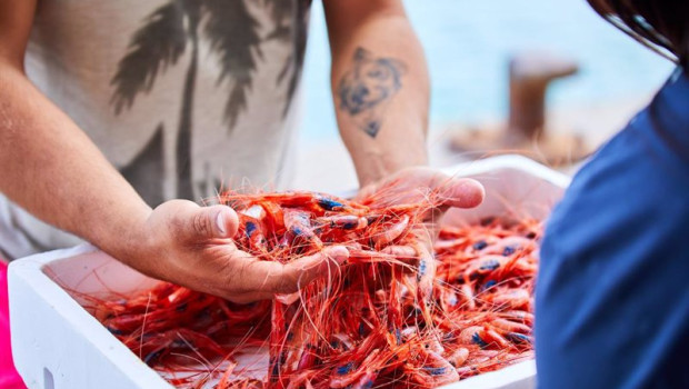 ep archivo   gamba roja del mediterraneo