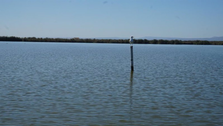 Archivo - Lago de l'Albufera | UPV - Archivo ep archivo lago de lalbufera