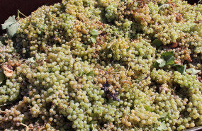 ep archivo uvas recogidas de una cosecha durante la temporada de vendimia ep archivo uvas recogidas de una cosecha durante la temporada de vendimia