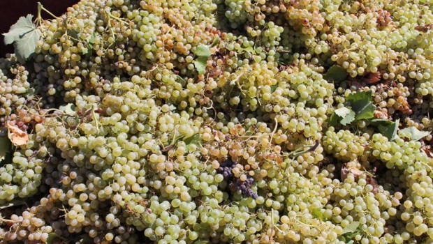 ep archivo   uvas recogidas de una cosecha durante la temporada de vendimia