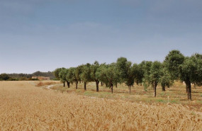 ep cap rocat se convierte en el primer hotel en registrar un proyecto de absorciones de carbono en ep cap rocat se convierte en el primer hotel en registrar un proyecto de absorciones de carbono en