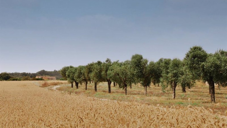 Cap Rocat Se Convierte En El Primer Hotel En Registrar Un Proyecto De Absorciones De Carbono En Baleares | CAP ROCAT ep cap rocat se convierte en el primer hotel en registrar un proyecto de absorciones de carbono en