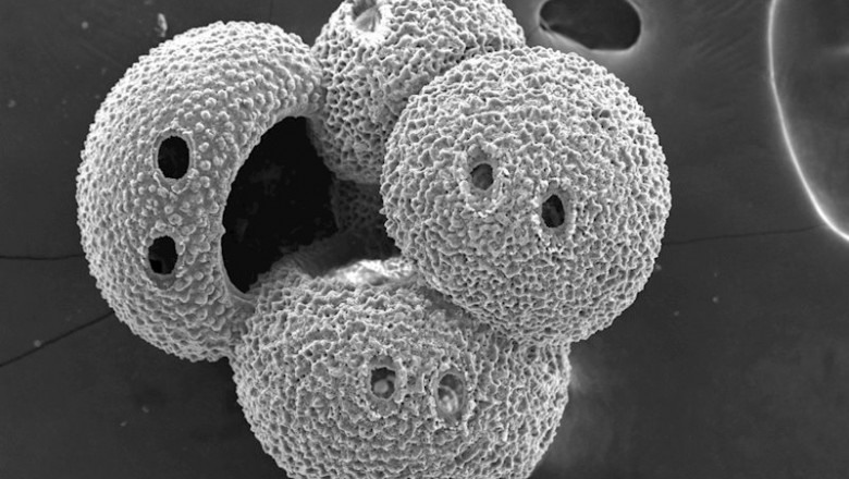 ep imagen de microscopio electronico de uno de los microfosiles planctonicos analizados para el