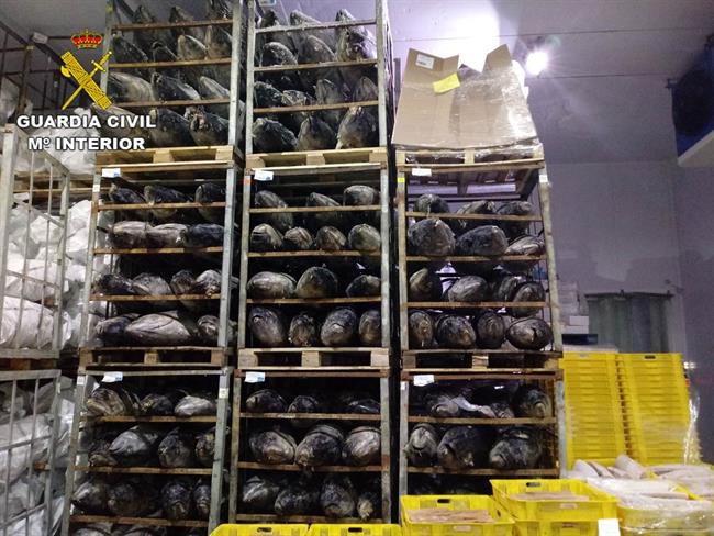 Incautadas 45 toneladas de atún congelado en 4 provincias | GUARDIA CIVIL ep incautadas 45 toneladasatun congelado4 provincias