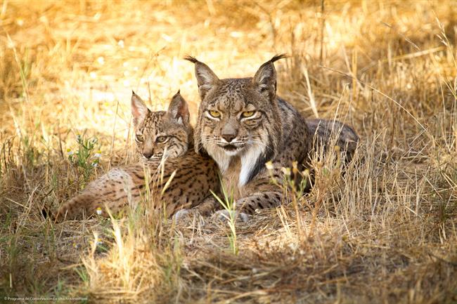 ep linces ibericos 20180920184808