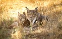 ep linces ibericos 20180920184808 ep linces ibericos 20180920184808