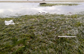 ep macroplastico en praderas de zostera noltei