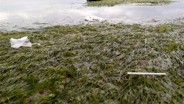 ep macroplastico en praderas de zostera noltei