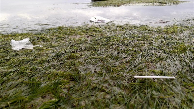 Macroplastico en praderas de Zostera noltei | COCA-COLA - Archivo ep macroplastico en praderas de zostera noltei