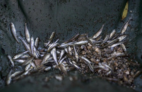 ep peces en una red en una imagen de archivo