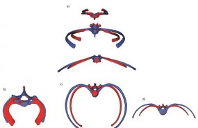 ep torax neardental