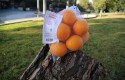 ep alcampo testabolsas reutilizableslas comprasfrutasverdurasg ep alcampo testabolsas reutilizableslas comprasfrutasverdurasg